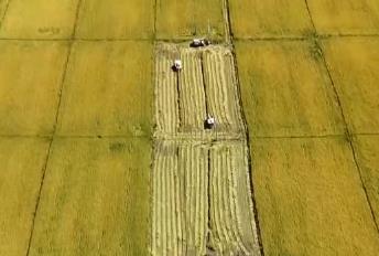 東北玉米金黃，江南稻浪翻滾！科技助力各地“糧”辰美景，豐收在望