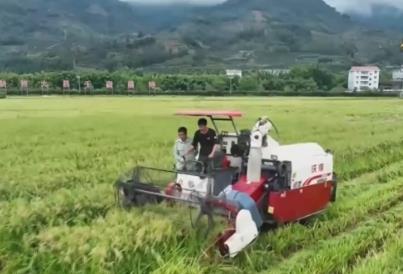 千里沃野奏響豐收“進行曲” “訂單種植+良機良法”助力增收增產