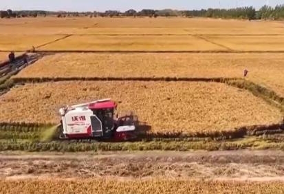 各地秋糧收獲有序推進