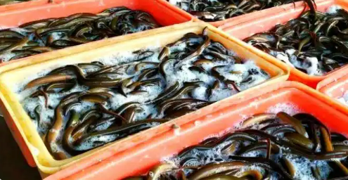 區域公用品牌價值超200億元 仙桃黃鱔“游”向世界