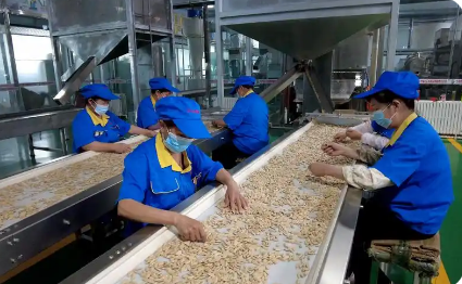 新疆北屯瓜子串起年產值超四億元產業集群