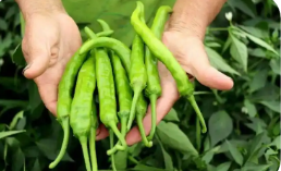 江西有機產品總量躋身全國“第一方陣”