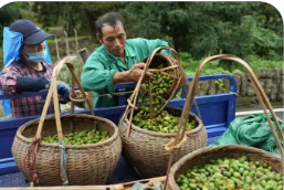 浙江東陽香榧深加工撬動共富大產業