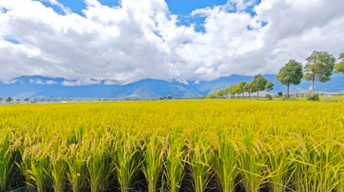 云糧集團以科技賦能 多元模式助豐收