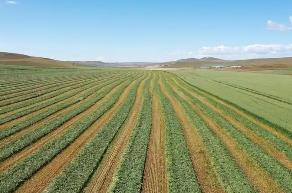 內蒙古下達資金1億元支持培育草業新質生產力