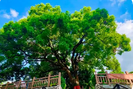 第一批“國保單位·古樹名木”協同保護名錄公布