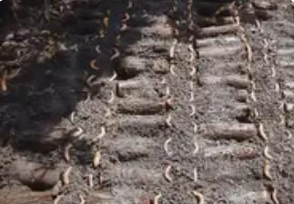 “中國天麻之鄉”話豐收