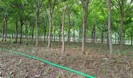 安徽印發林下經濟高質量發展行動方案