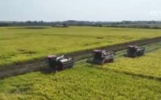 全國秋糧收獲過五成！全程機械化護航秋收 糧食生產提質增效