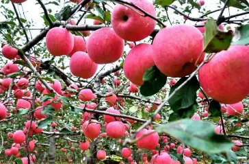 在陜西延安感受蘋果產業現代化之路