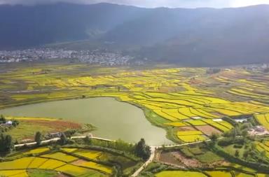 農文旅添彩鄉村好“豐”光 秋收景象成為吸引游客的“流量密碼”