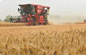 山西全力搶收搶烘確保顆粒歸倉