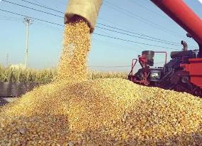 河南秋作物已收獲9614萬畝