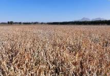 內蒙古巴彥淖爾市玉米畝產刷新自治區紀錄