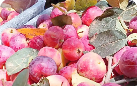 綜合年產值突破二點六億元 內蒙古興安盟沙果實現產業增值