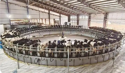 寧夏奶產業形成“雙核雙翼”發展格局建成