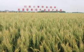 “小麥之鄉”的種業振興密碼