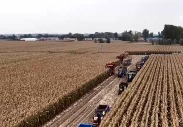 豐收在望！“科技當家”玉米產量穩步攀升 “梨樹模式”讓黑土地煥發生機