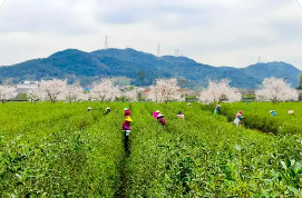 三年為期，最高三千萬元 浙江激勵“土特產富”全鏈發展