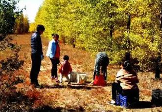 從“漏網之豆” 到文旅新秀：內蒙古鄉野“撿秋”成風潮