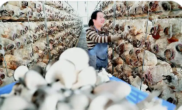 高標準打造好口碑 山西垣曲香菇成富農“香餑餑”