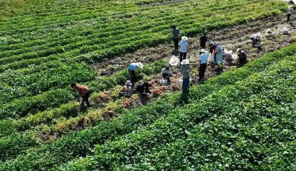 四川古藺“糧煙融合”鼓起農民“錢袋子”