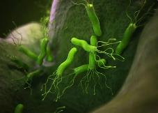 我科學家為根除幽門螺桿菌提供新方案