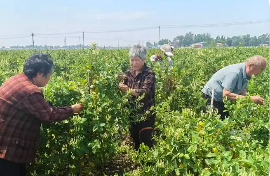 山東鄄城：返鄉創業在“家門口”鋪就群眾致富路