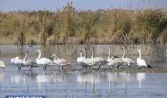 我國多個鳥類瀕危物種種群數量穩定增長