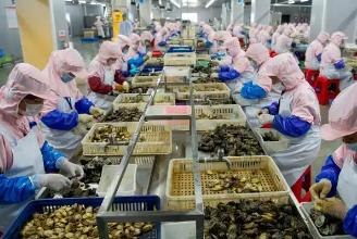 前三季度福建鮑魚制品出口值穩居全國第一