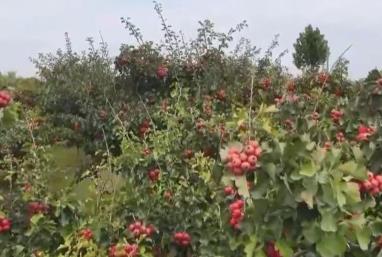 金秋中國豐收圖景：山楂紅、蘋果甜、紫菜鮮，特色產業拓寬鄉村振興路