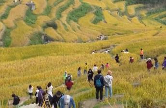 “田園風光+潮流玩法”成文旅融合新亮點 鄉村旅游新消費活力十足