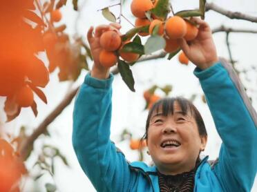 一枚柿子的“鄉村變形記”