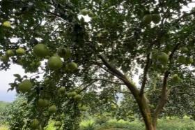 “中國香柚之鄉”湖南江永縣智能化種植迎來“智慧蝶變”