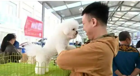 從“毛皮之鄉”到“寵繁之鄉”河北昌黎打造寵物產業發展新賽道