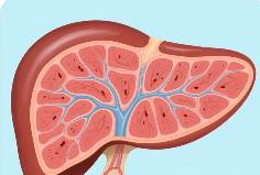 抗肝纖維化給藥新體系構成