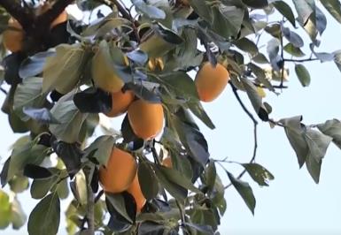 興農、富農！“甜蜜產業”激活“農業+文旅+文化”多元融合新活力