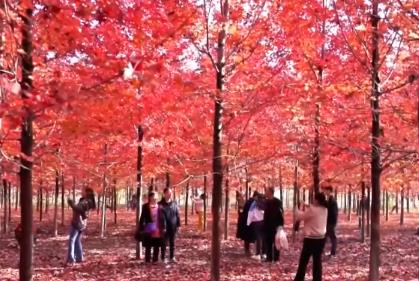 “楓葉+”燃動秋日文旅消費“熱引擎” 以旅促農增收再添“金鑰匙”