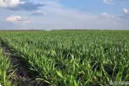 全國冬小麥播種過四成