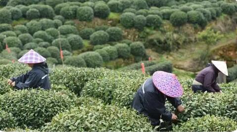 浙江新昌：盤活產業資源 山區農民奔共富
