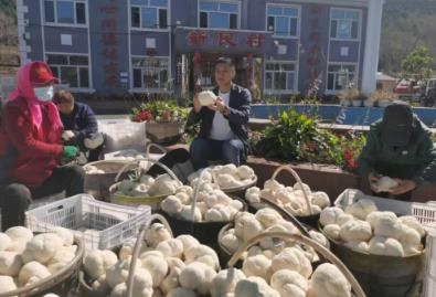 新民村“猴頭菇”引領鄉村振興，打造“中國猴頭菇之鄉”新名片