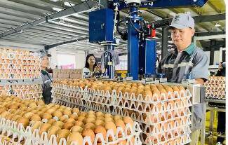 湖北浠水蛋雞產業里的“土”“特”“產”致富經