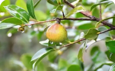 依托優勢單品 加大科技創新 貴州森林食品產業規模效益同步躍升