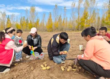 撿土豆 賞美景 內蒙古旅游樂趣多