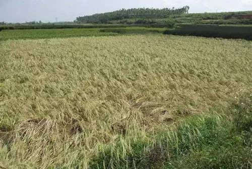 農作物自主選育品種占比超95%，多個品種打破國外種源依賴——從粒粒良種，到倉廩充盈