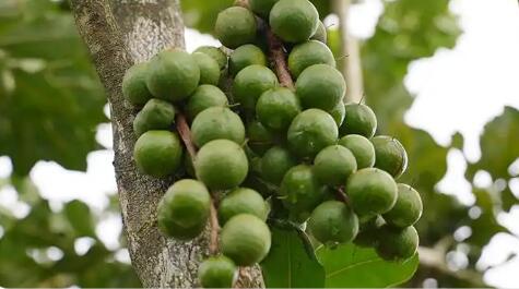 滬滇協作助云南西盟堅果產業攀高向新