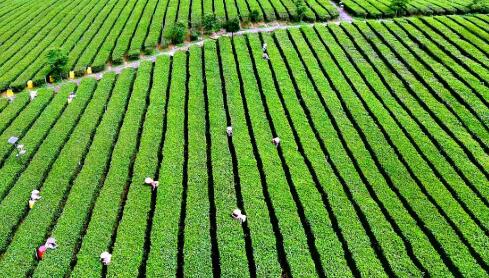 廣東英德市：“兩大百億”助力“百千萬工程”實現三年初見成效