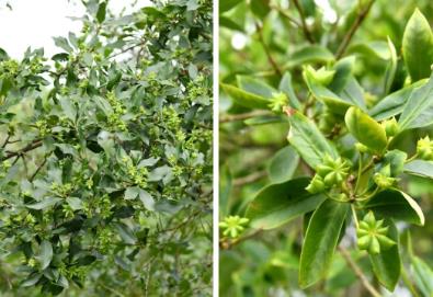 “中國八角之鄉”建成八角“基因庫”，告別“看天吃飯”