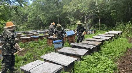 突破31億斤！龍江森工集團2025年森林糧食產量再攀新高