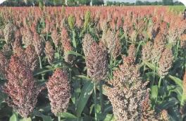 山西：多措并舉推進“特”“優”農業高質量發展